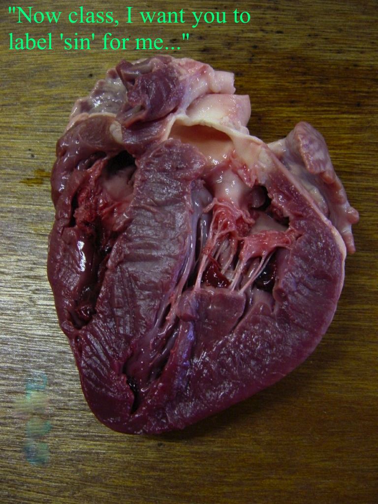 Pigs heart disection
